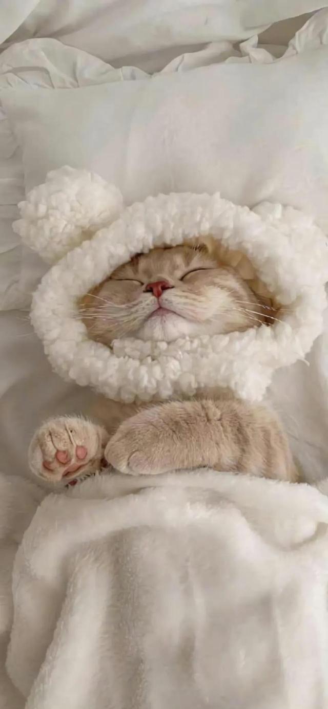 小猫可爱图片，小猫可爱图片 呆萌（猫咪壁纸‖好可爱呀）