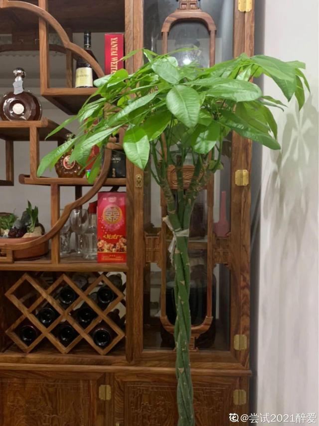 十大客厅风水植物，十大客厅风水的植物（8种树养在家）