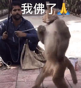 最近很火的表情包(网上超火的表情包)
