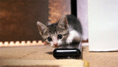 猫咪多大算成猫，猫多大算成年（猫咪一生发生的5个变化）