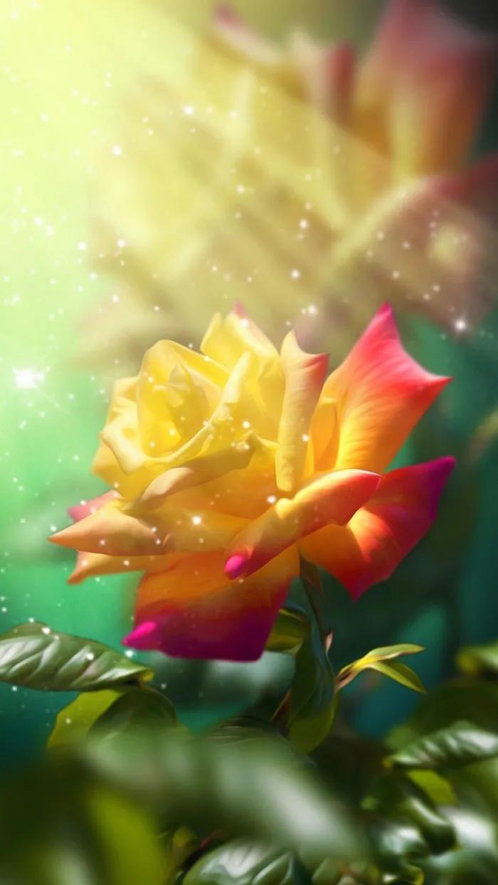 玫瑰花图片大全唯美,唯美玫瑰花手机壁纸 - 玉三网