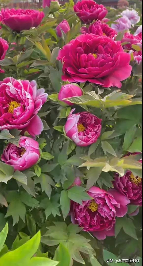 适合发心情的图片   赏图愉快哦:），关于发心情的图片（鲜艳欲滴的花朵）