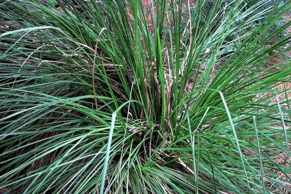 橙花精油的功效与用法，茉莉精油的功效与用法（不同类型老师适合的精油香气推荐）