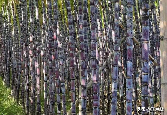 广州南沙有什么景点，广州南沙有什么景点值得去（6景必看9美食必吃）