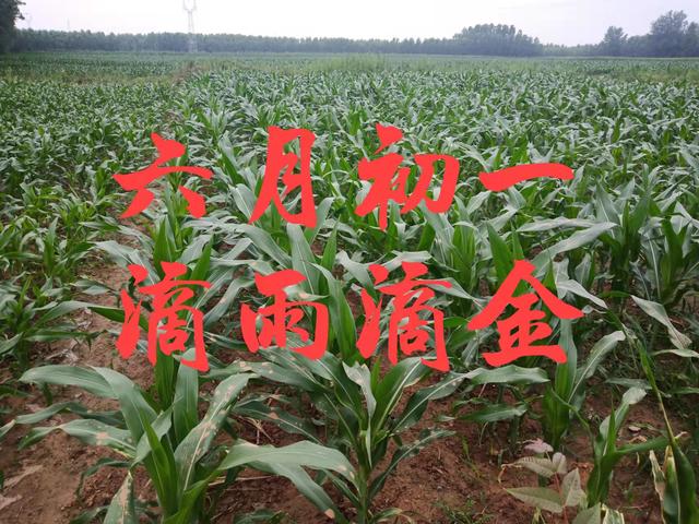 六月初一是什么日子，为何民间有“六月初一