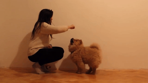 松狮犬的优缺点，松狮犬图片多少钱一只