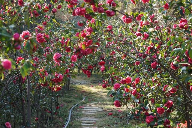 大理市春季赏花去哪里，大理开花季节（春之大理，与茶花“约会”）