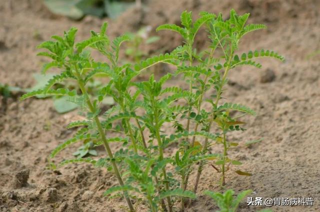 曼陀罗花的图片，曼陀罗花是什么（301味中药材的原植物彩色图谱）