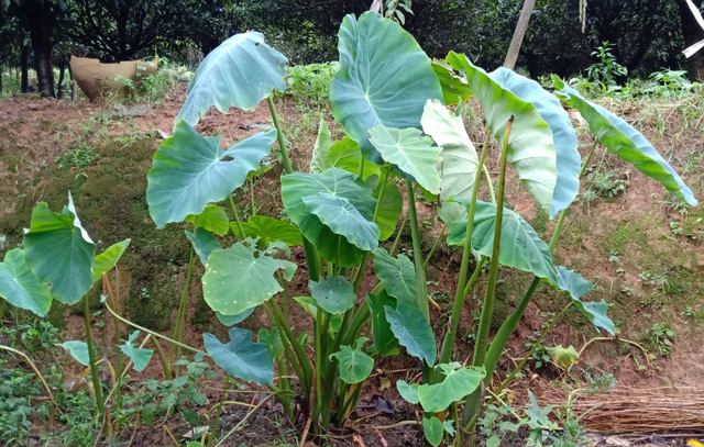 水芋头腌制方法，腌制芋头的方法（一片叶子可以做一盘菜）