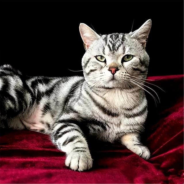 美短价格在多少钱一只，美短猫多少钱一只（你要是打算养猫，千万别养美短）