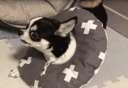 吉娃娃智商相当于几岁小孩，吉娃娃聪明吗（陪伴你可长达20年）