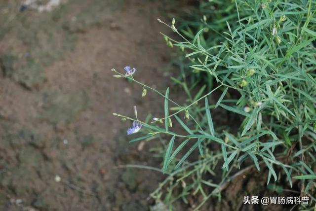 曼陀罗花的图片，曼陀罗花是什么（301味中药材的原植物彩色图谱）