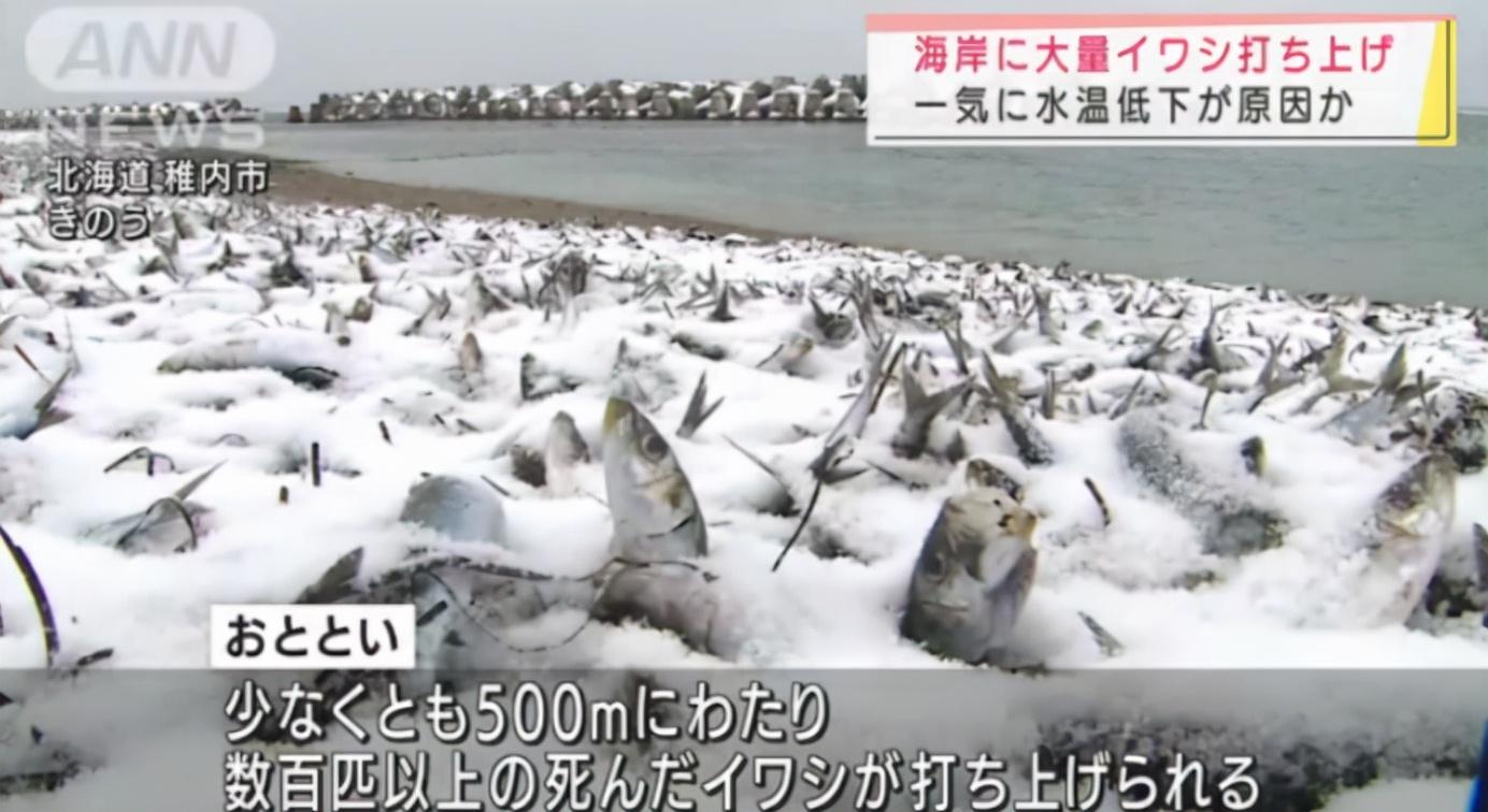 沙丁鱼群迁徙壮观景象，绵延十公里海域，密集如银色洪流，震撼视觉的自然奇观。