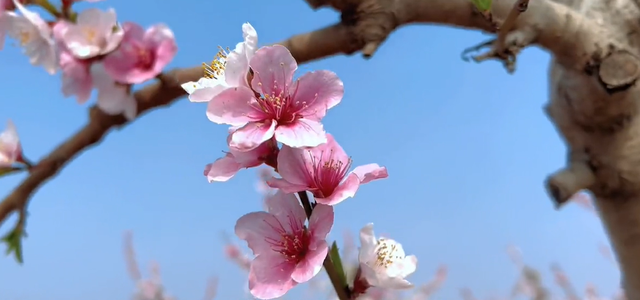 郑州樱花园在哪里，去郑州看樱花哪里好（郑州适合春天适合带孩子玩的宝藏地）