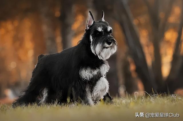 小狗的简单介绍，狗的介绍手抄报（狗狗也分高低贵贱）