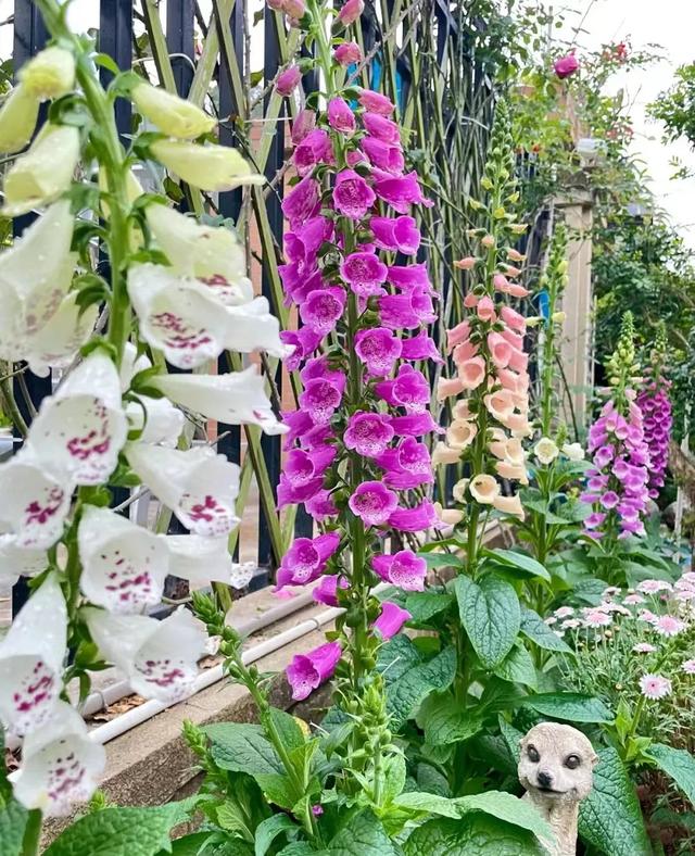 春天开的常见的花，春天开的常见的花图片（超齐全的播种时间表）