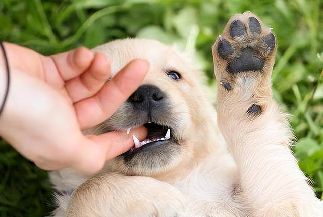 为什么狗狗喜欢舔脚还不让碰脚，狗狗啃你“手跟脚”的原因