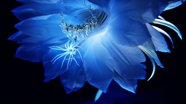 世界上最漂亮的花，世界上最漂亮的十种花（世界上最美的花，只为他开放）