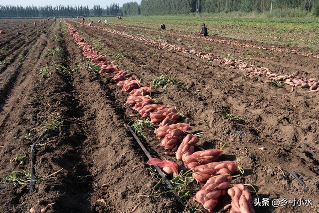 地瓜是什么，地瓜是什么软件（掌握老祖宗留下的10句农谚）
