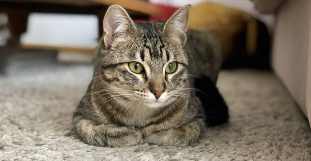 猫界最通人性的6种猫，最“通人性”的几种猫