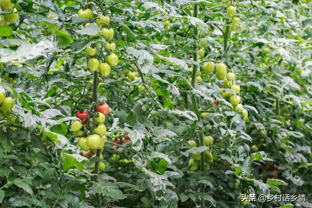 什么东西又大又红，又大又红的什么东西（学会了果实又大、又红、又好吃）