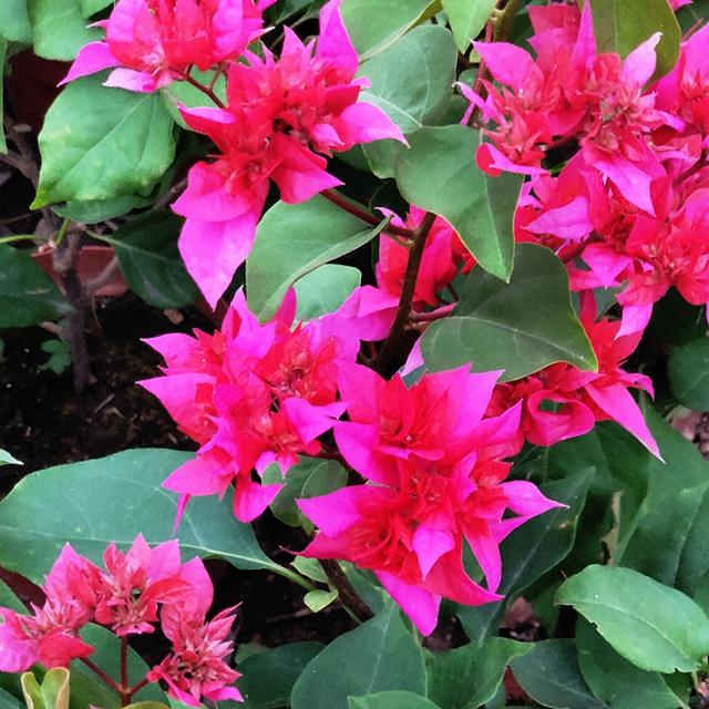 三角梅什么时候开花，三角梅几月开花啊（开出“满枝头”的漂亮花）