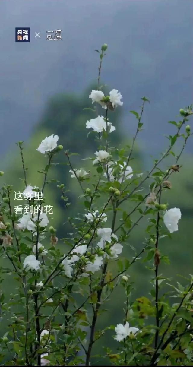 衤字旁的笔顺视频，衣字的笔顺怎么写（白露，露从今夜白，月是故乡明）