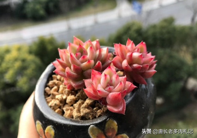 女雏多肉植物怎么养，女雏和马库斯——乱扔也能活vs超容易养成捧花的多肉