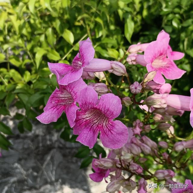 凌霄花花语，凌霄花花语偶然发现的一天（代表慈母之爱的非洲凌霄）