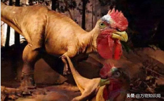 科学家用鸡的基因复活恐龙，鸡中霸王 鬼谷