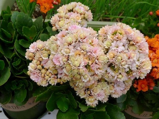 金丝吊蝴蝶花语是什么，金丝吊蝴蝶的花语（家里一放“转运气”）