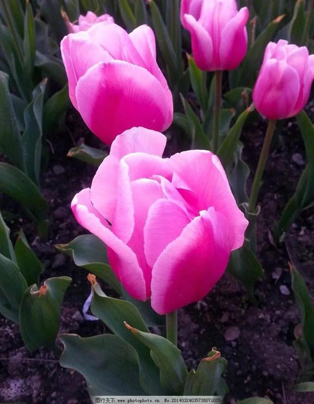 夸赞女人漂亮的句子，夸女人的美言佳句（女人如花，绚烂绽放，活出精彩）