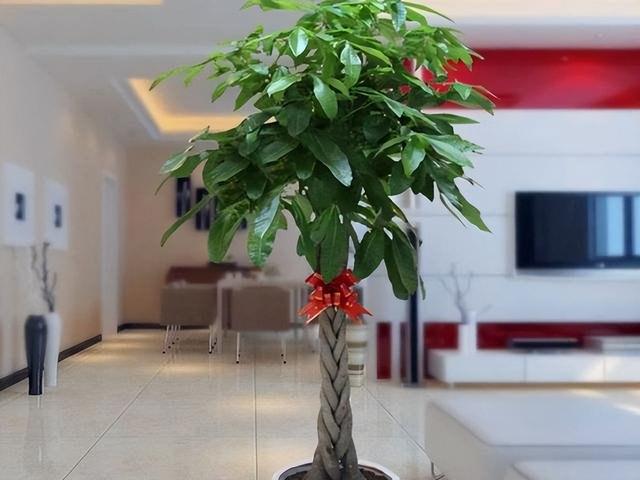 金丝吊蝴蝶花语是什么，金丝吊蝴蝶的花语（家里一放“转运气”）