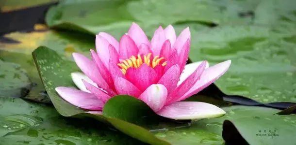 中国最美的散文，现代诗歌散文（贵州煜华中国传统文化传承网美文推送）