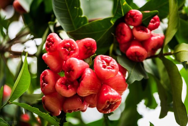 春种一粒粟的下一句，春种一粒粟下一句（惜福：春种一粒粟，锄禾日当午）