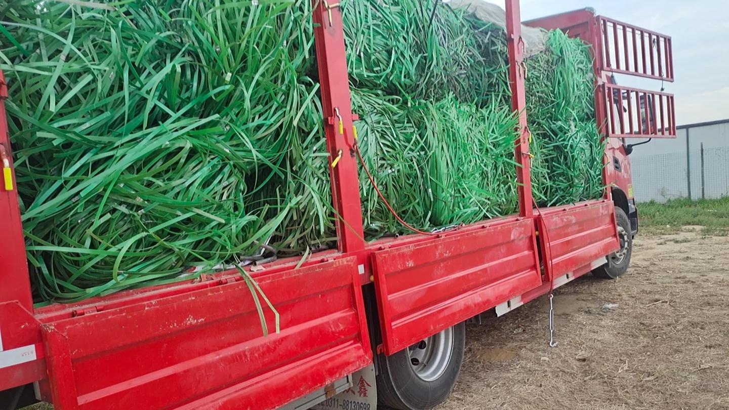 小型办厂项目(新手开什么加工厂好)