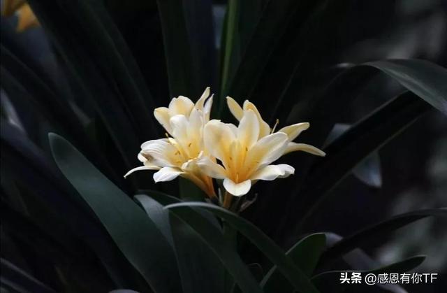 长春市花是什么花，长春市花是什么花（长春市市花——君子兰）