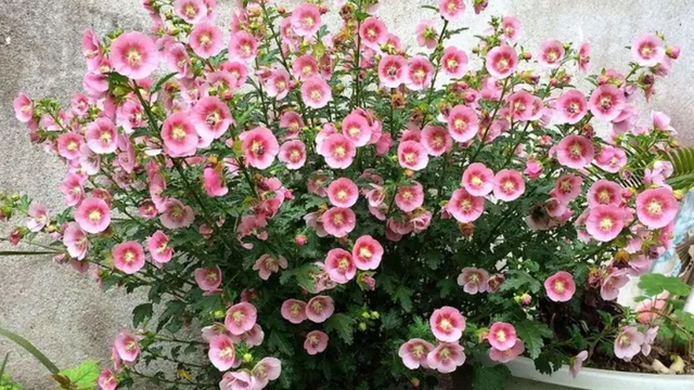 什么花盆栽好养四季开花，7种花很“勤奋”