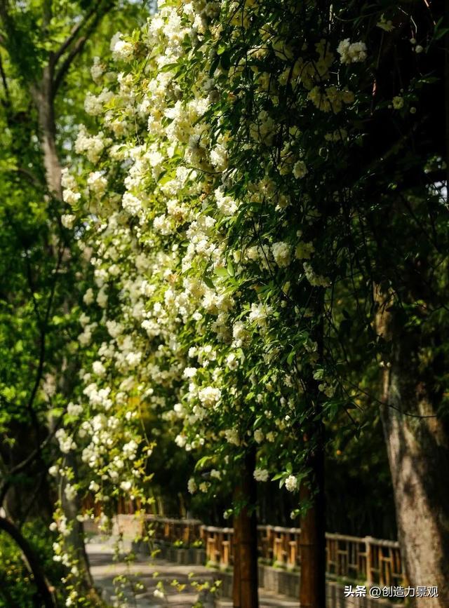 木香花是什么，木香花是什么样子的（美色不逊月季的爬藤植物——木香花）