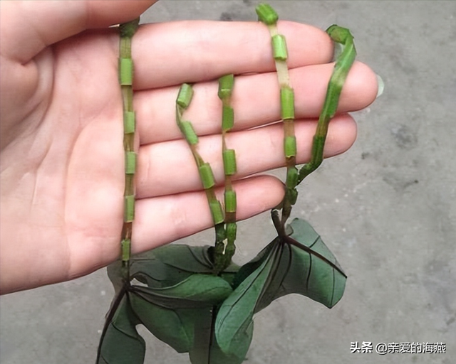 盘点小时候你没有玩过的玩具，农村孩子自制的33种难忘的玩具