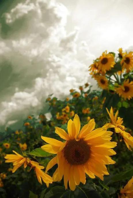 向日葵长什么样，向日葵的茎是什么样的（分享图片，生机勃勃的向日葵）