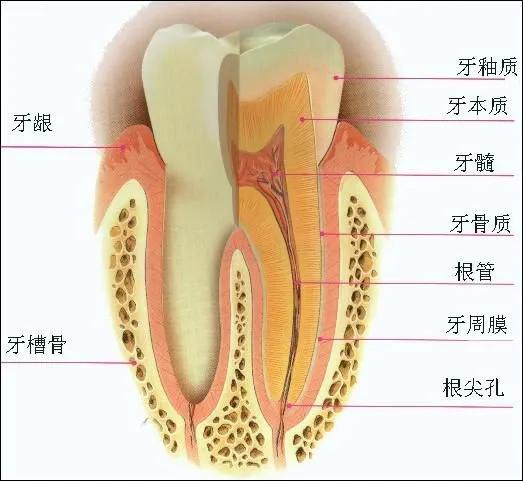 人有几颗牙齿，人有几颗牙齿不换（牙齿的结构组成是怎么样的）