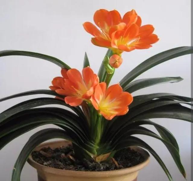 室内适合养殖什么，室内适合养殖什么项目（6种“健康花”）