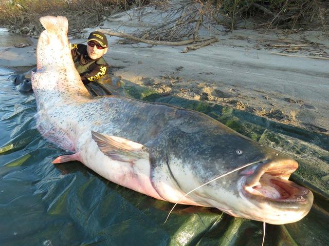 湄公河巨型鲶鱼，湄公河巨型鲶鱼介绍（体重292斤、体长超180cm）