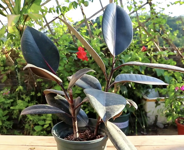 巴西木花语和寓意，巴西木开花的花语（养2盆镇宅、旺家）