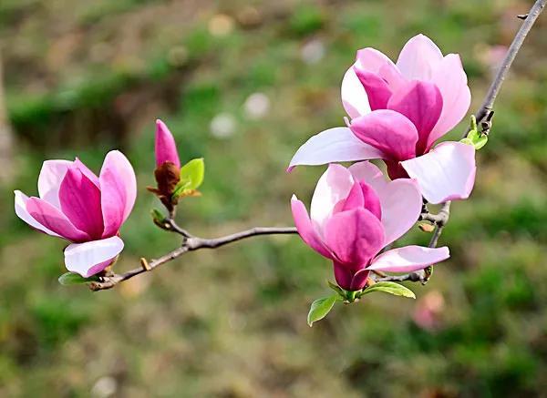 花的种类及花语，花的种类及各自花语（常见植物图鉴，出门识花不求人）