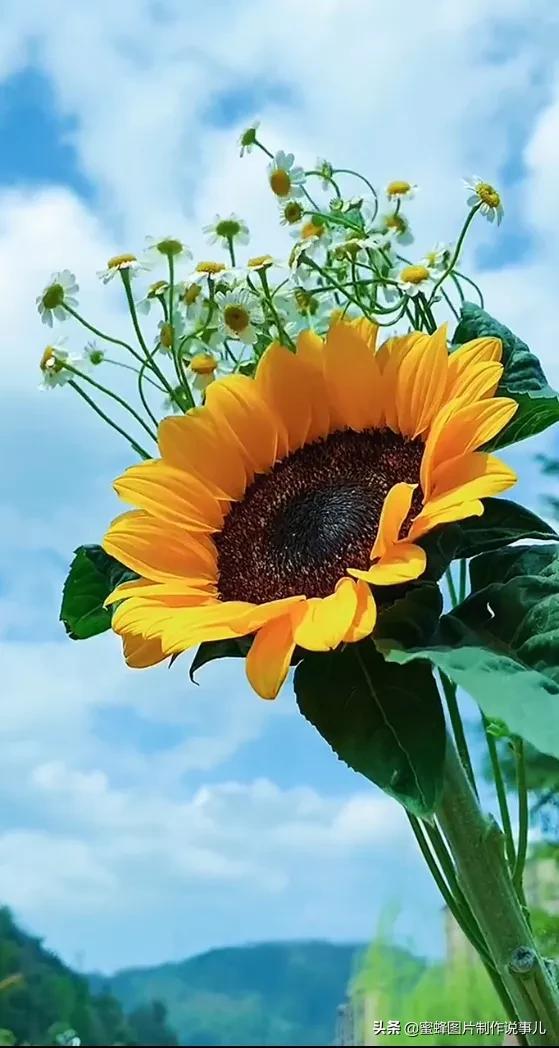 风景美图，风景美图壁纸（鲜花争艳，美景如画，过目不忘）