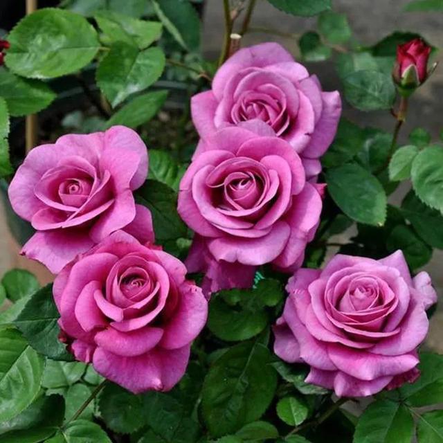 看望病人买什么鲜花，适合送病人的鲜花有哪几种（哪些花代表健康、平安、幸福）