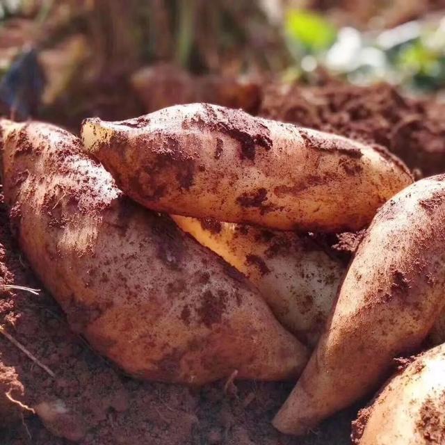 雪莲果图片，这13种水果因为名字被误解（雪莲果图片叶子图片）