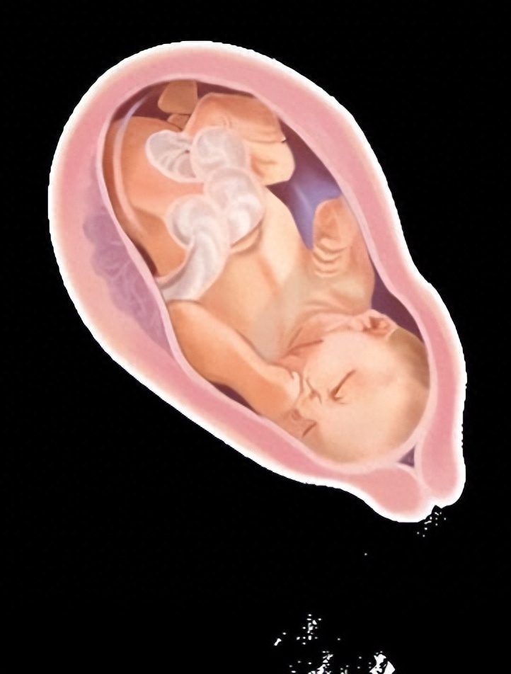怀孕22周真实胎儿图(从受精卵到新生儿) - 乐宝宝贝